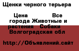 Щенки черного терьера › Цена ­ 35 000 - Все города Животные и растения » Собаки   . Волгоградская обл.